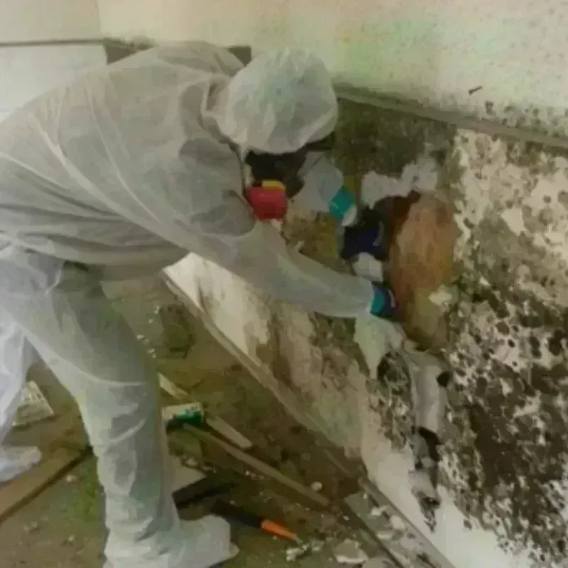 Mold Remediation and Removal in Sheridan, OR